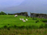 Upland pasture