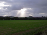 Cultivated field